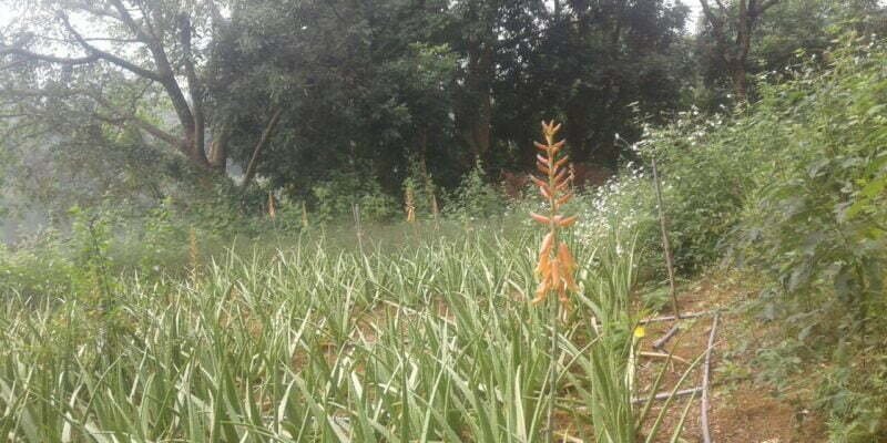 Cách Chăm Sóc Nha Đam