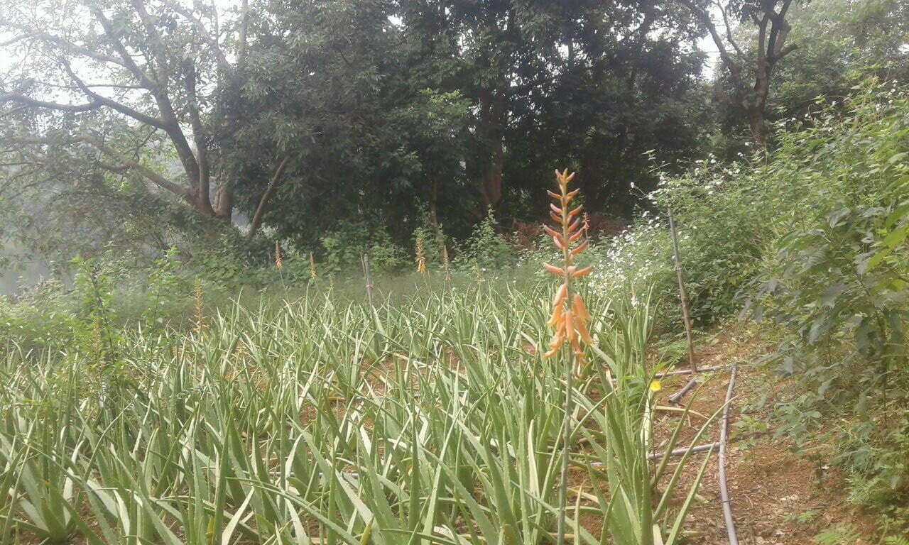 Cách Chăm Sóc Nha Đam