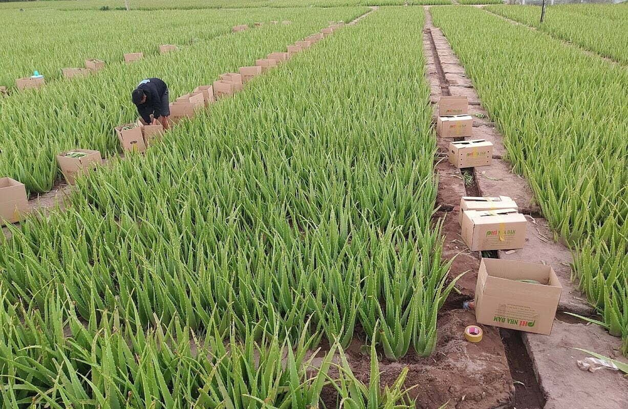 hiệu quả kinh tế của Cây nha đam ninh thuận