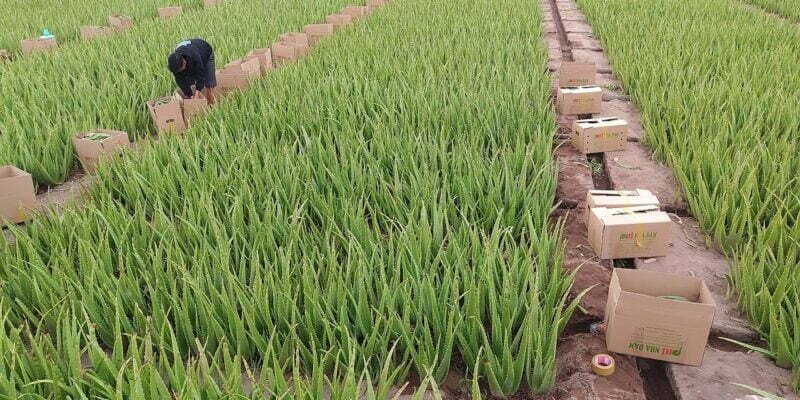 hiệu quả kinh tế của Cây nha đam ninh thuận