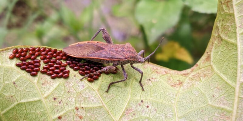 Làm Thế Nào Để Diệt Bọ Bí Trong Vườn