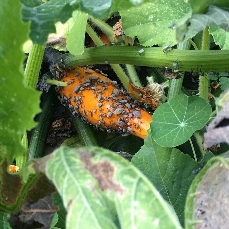 Làm Thế Nào Để Diệt Bọ Bí Trong Vườn