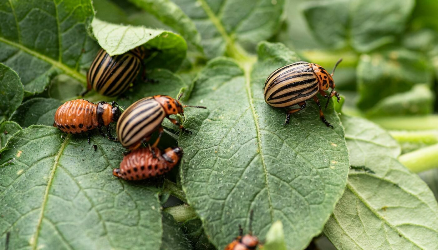 làm thế nào Thoát Khỏi Bọ Khoai Tây