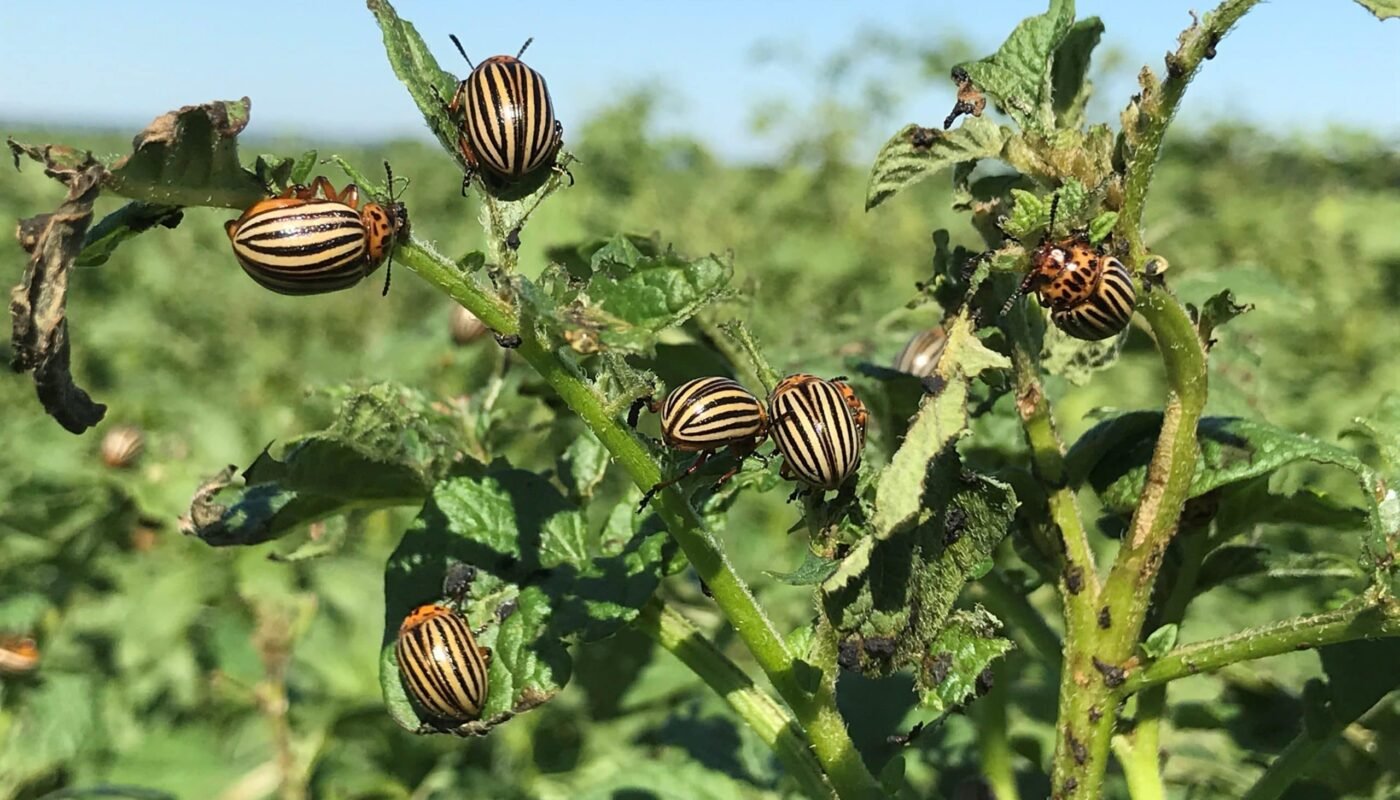 làm thế nào Thoát Khỏi Bọ Khoai Tây