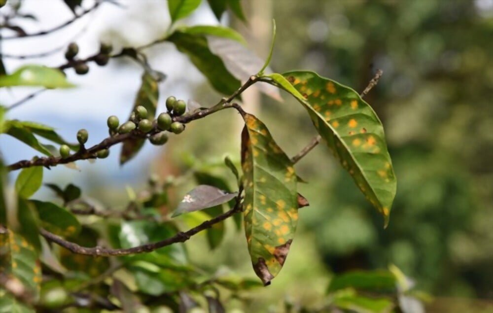 Nhận Biết & Kiểm Soát Bệnh Rỉ Sắt Trên Cây