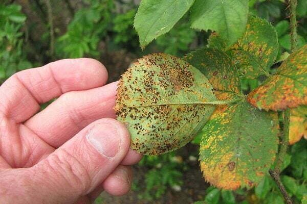 Nhận Biết & Kiểm Soát Bệnh Rỉ Sắt Trên Cây