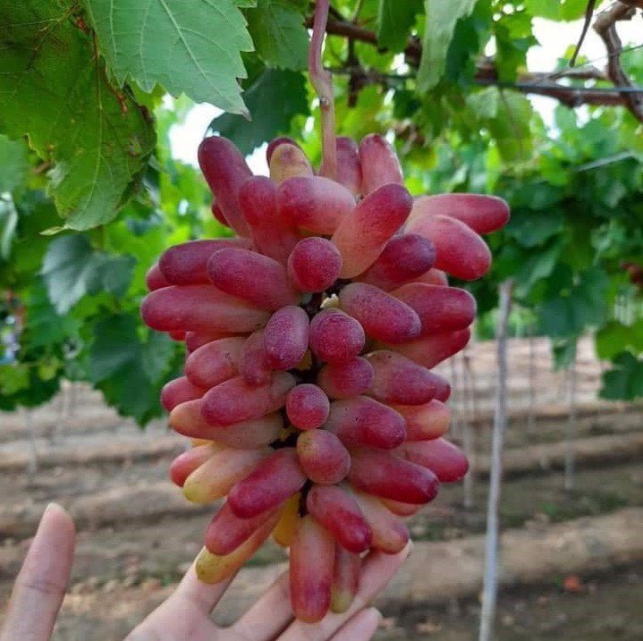 Nho Móng Tay Hồng Nhật là một giống nho hồng móng tay xuất xứ từ Nhật Bản