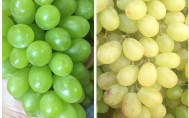 Nho xanh ninh thuận - Trung Quốc