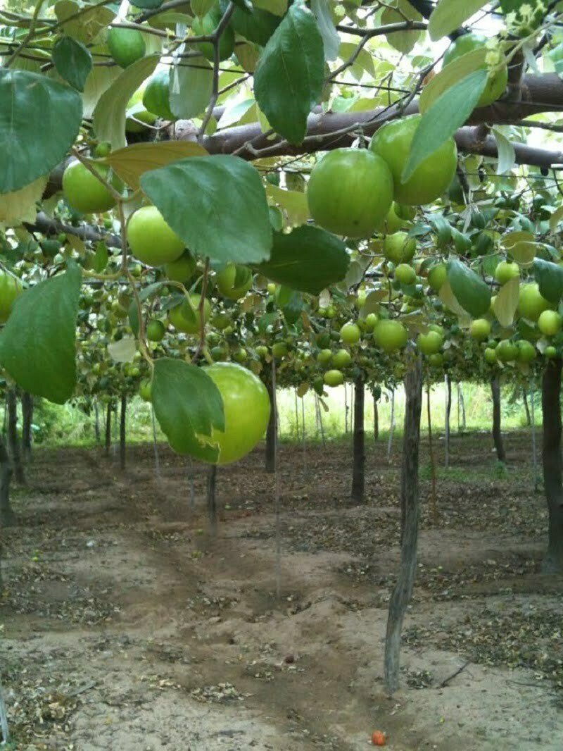 Táo Ninh Thuận là loại cây trồng có nguồn gốc từ Việt Nam