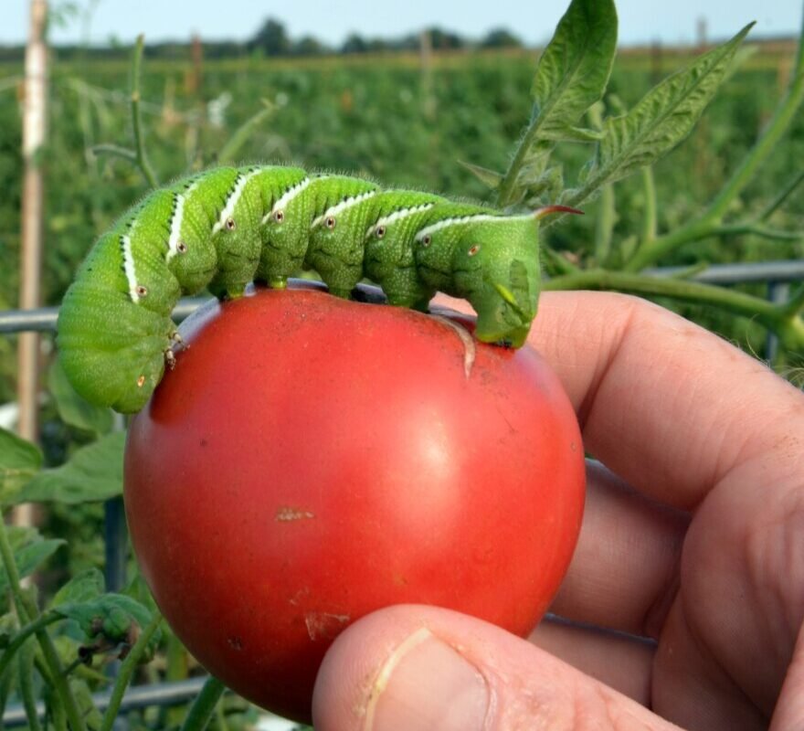 Xác Định & Loại Bỏ Sâu Sừng Cà Chua