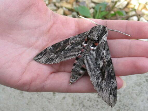 Xác Định & Loại Bỏ Sâu Sừng Cà Chua