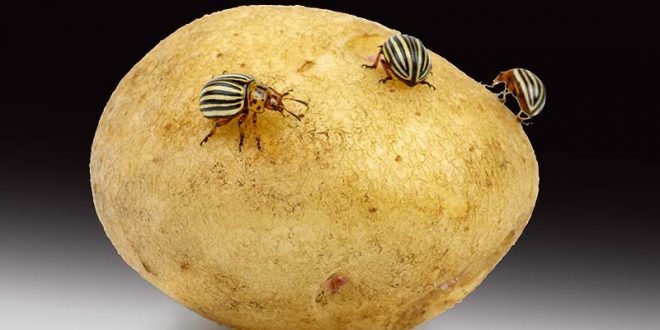 làm thế nào Thoát Khỏi Bọ Khoai Tây