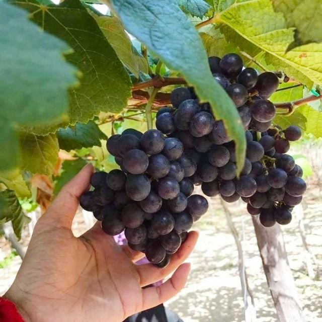 nho kẹo phan rang ninh thuận