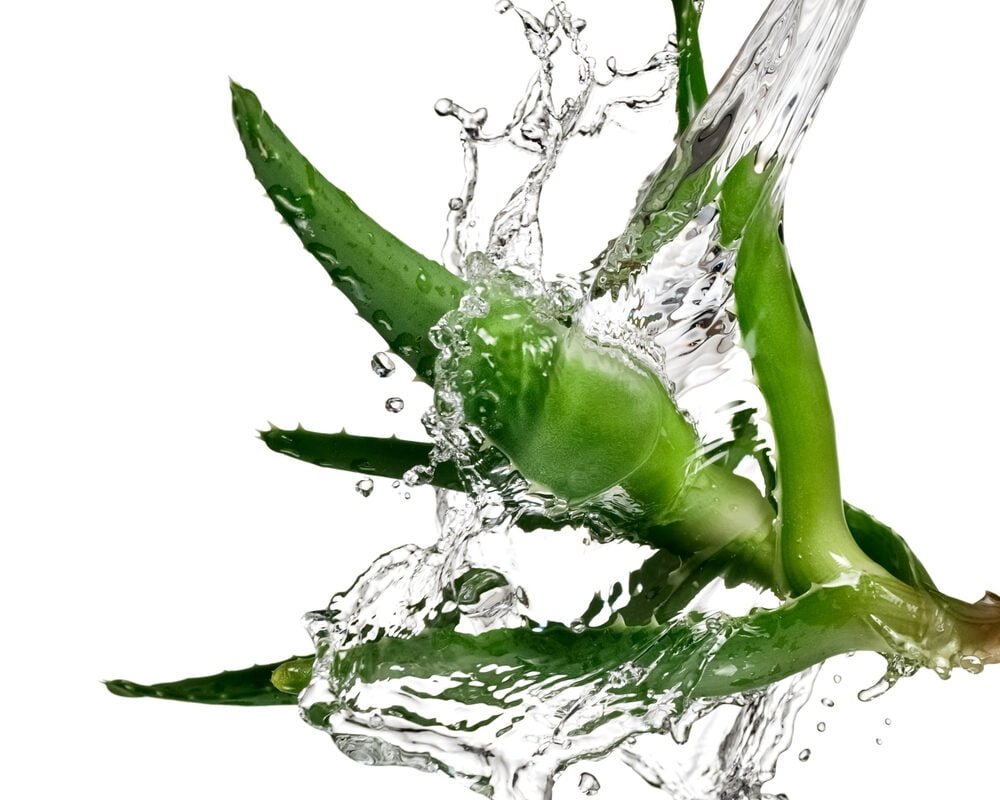 Khám Phá Lợi Ích Của Nha Đam