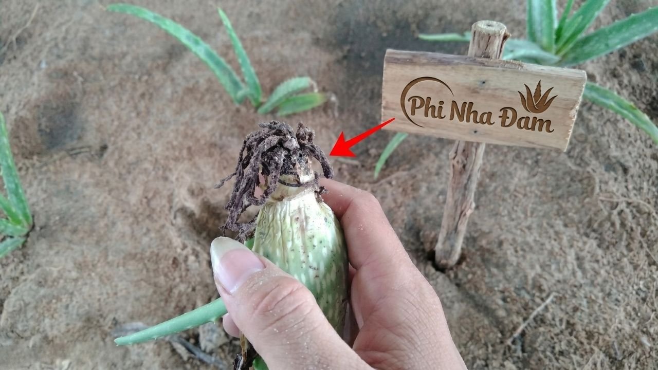 Bệnh tuyến trùng rễ làm sưng cục rễ nha đam