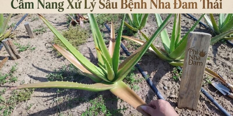 Cẩm Nang Xử Lý Sâu Bệnh Nha Đam Thái 1