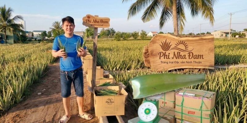 Kỹ Thuật Trồng Nha Đam Thái Đạt 1Kg Bẹ (Bí Quyết Ép Bẹ Khổng Lồ)