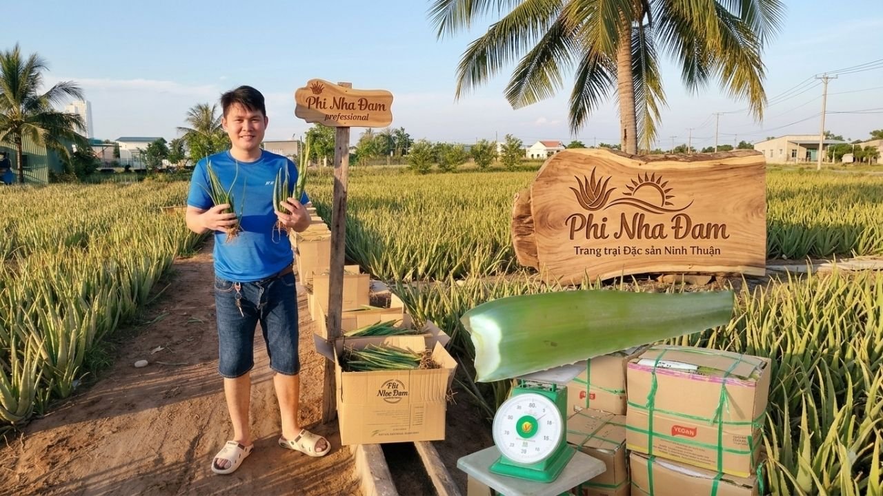 Kỹ Thuật Trồng Nha Đam Thái Đạt 1Kg Bẹ (Bí Quyết Ép Bẹ Khổng Lồ)