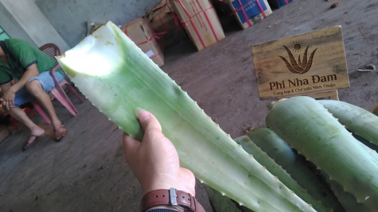 Thu hoạch lá nha đam Thái đạt chuẩn 1kg tại vườn