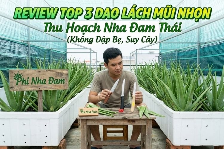 Review Top 3 Dao Lách Mũi Nhọn Thu Hoạch Nha Đam Thái (Không Dập Bẹ, Suy Cây)