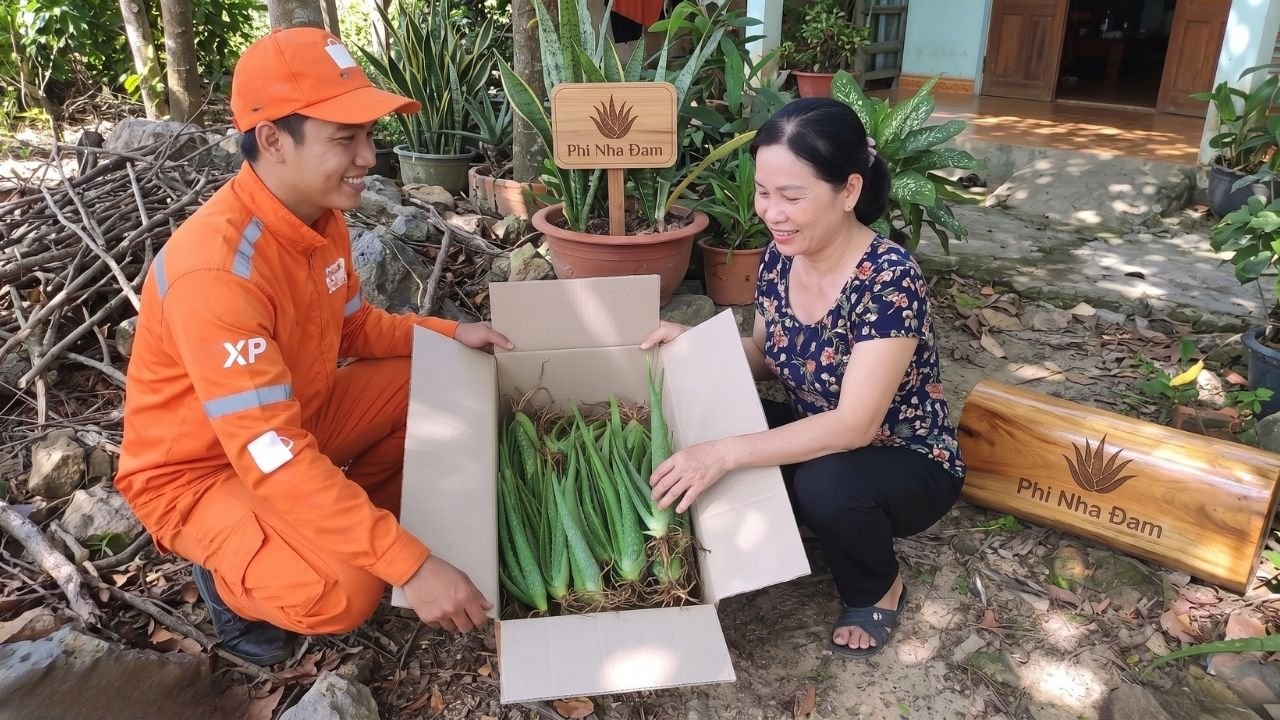 Thùng cây giống nha đam Thái con mới nhận từ đơn vị vận chuyển